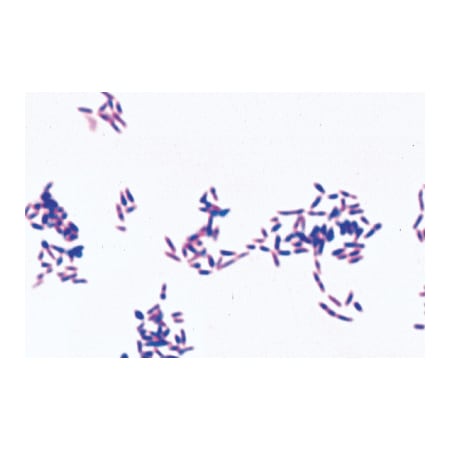 3B Scientific Pathogenic Bacteria - English, PK25 1004249